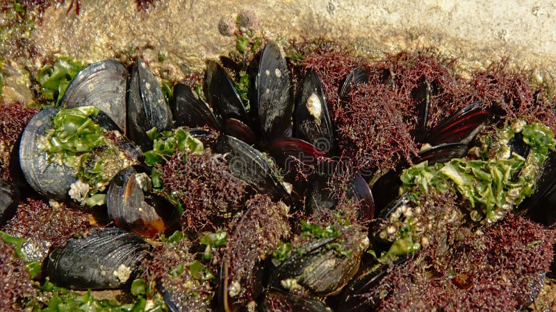 Zamyka up mussels i gałęzatka na skale - selekcyjna ostrość obrazy stock Zamyka up mussels i gałęzatka na skale - selekcyjna ostrość obrazy stock