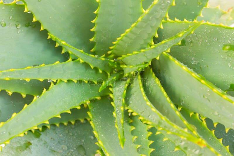 Zamyka up narastający aloes Vera obraz stock Zamyka up narastający aloes Vera obraz stock