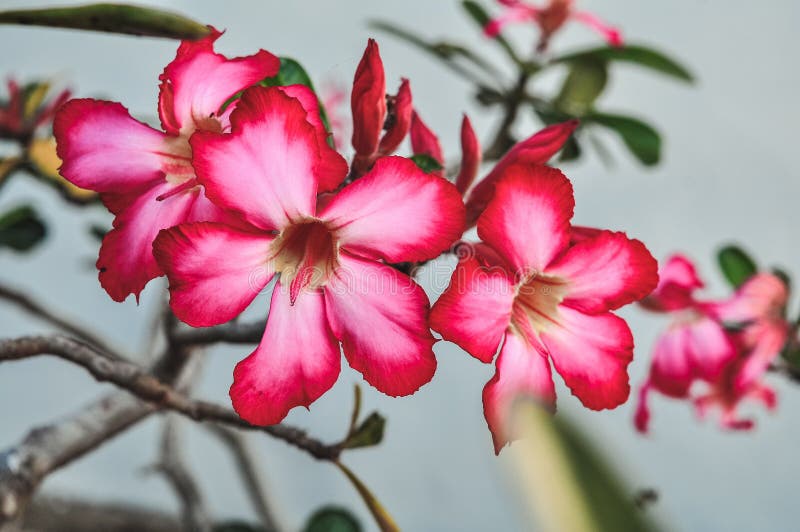 Zamyka w g?r? Adenium kwiat?w w naturze zdjęcie royalty free Zamyka w g?r? Adenium kwiat?w w naturze zdjęcie royalty free