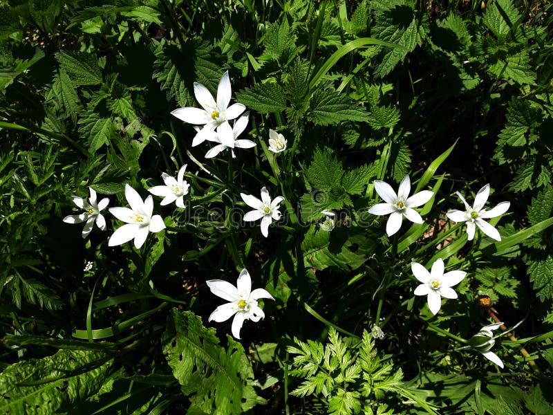 Zamyka w górę bielu deszczu lelui, Zephyranthes Candida kwiaty obrazy stock Zamyka w górę bielu deszczu lelui, Zephyranthes Candida kwiaty obrazy stock
