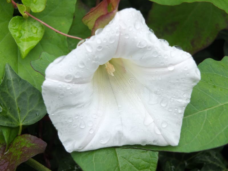 Zamyka w górę białego kwiatu żywopłotu bindweed zakrywający w raindrops bellbind lub obraz stock Zamyka w górę białego kwiatu żywopłotu bindweed zakrywający w raindrops bellbind lub obraz stock