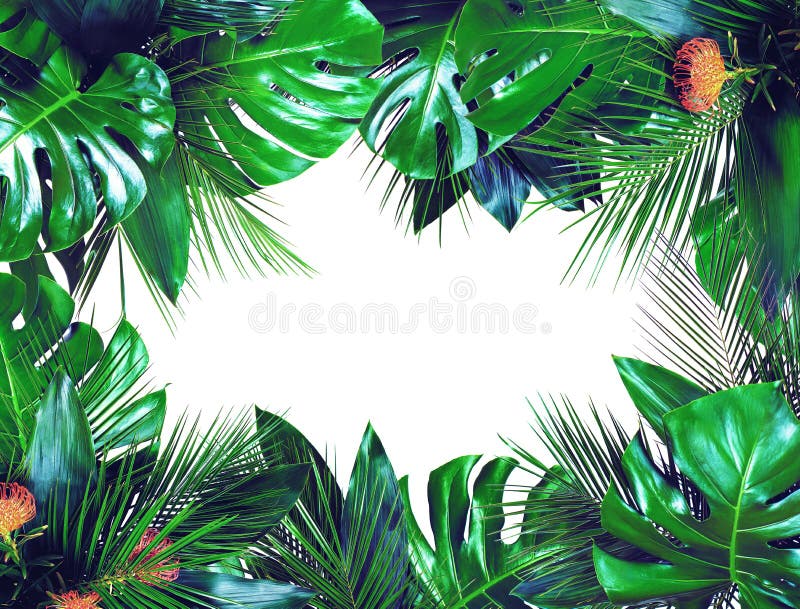Zamyka w g?r? bukiet?w r??norodni ciemnozieleni ?wiezi tropikalni li?cie na bia?ym tle zdjęcia royalty free Zamyka w g?r? bukiet?w r??norodni ciemnozieleni ?wiezi tropikalni li?cie na bia?ym tle zdjęcia royalty free