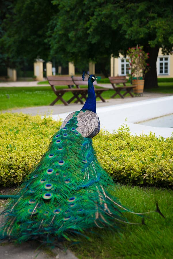 Zamyka w górę pawia z kolorowym ogonem z grodzką fontanną, park w tle zdjęcie royalty free Zamyka w górę pawia z kolorowym ogonem z grodzką fontanną, park w tle zdjęcie royalty free