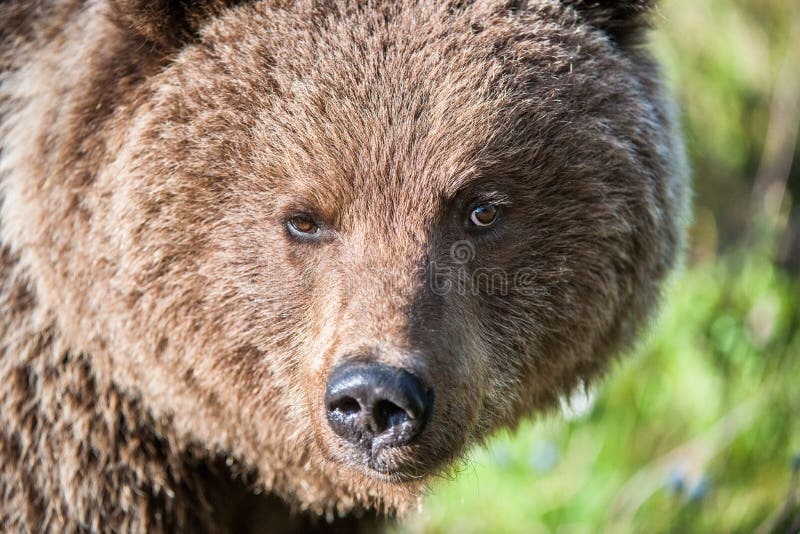 Zamyka w górę portreta Dziki Brown niedźwiedź zdjęcie stock Zamyka w górę portreta Dziki Brown niedźwiedź zdjęcie stock