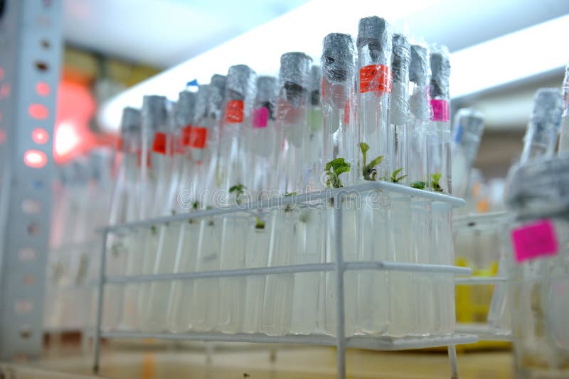 Zamyka w górę rzędu szklanej butelki rośliny tkanki kultura na półce w laboratorium obrazy stock Zamyka w górę rzędu szklanej butelki rośliny tkanki kultura na półce w laboratorium obrazy stock