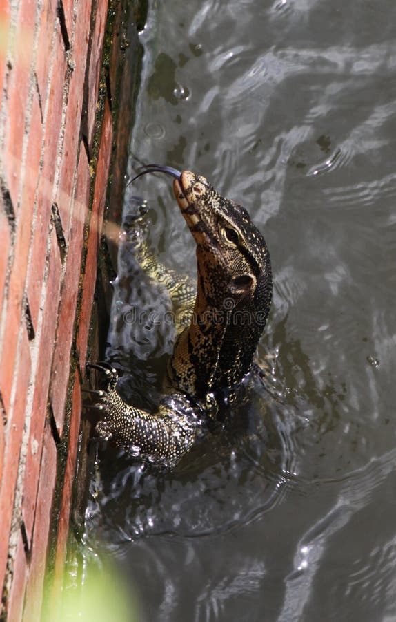 Zamyka w górę Sian wodnego monitoru jaszczurki Varanus salvator wspinaczkowego w górę ściany z cegieł od Bangkok rzeki, Tajlandia obrazy stock Zamyka w górę Sian wodnego monitoru jaszczurki Varanus salvator wspinaczkowego w górę ściany z cegieł od Bangkok rzeki, Tajlandia obrazy stock
