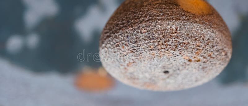 Zamyka w górę strzału Ośniedziały Dzwonkowy Clapper z zamazanym tłem zdjęcie royalty free Zamyka w górę strzału Ośniedziały Dzwonkowy Clapper z zamazanym tłem zdjęcie royalty free