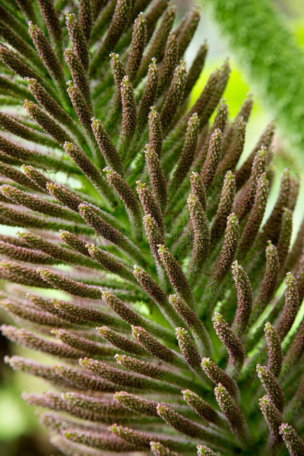 Zamyka w górę wizerunku gunnera manicata zdjęcie royalty free Zamyka w górę wizerunku gunnera manicata zdjęcie royalty free