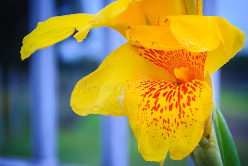 Close up yellow canna lily flower with green leaves background in the garden. Close up yellow canna lily flower with green leaves background in the garden.