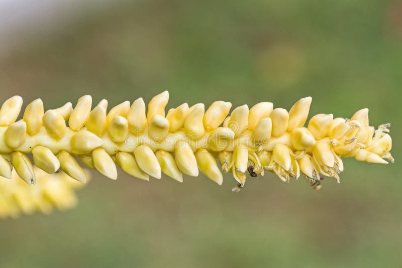 Zamyka w górę żółtego kokosowego pollen z latającą pszczołą zdjęcie stock Zamyka w górę żółtego kokosowego pollen z latającą pszczołą zdjęcie stock