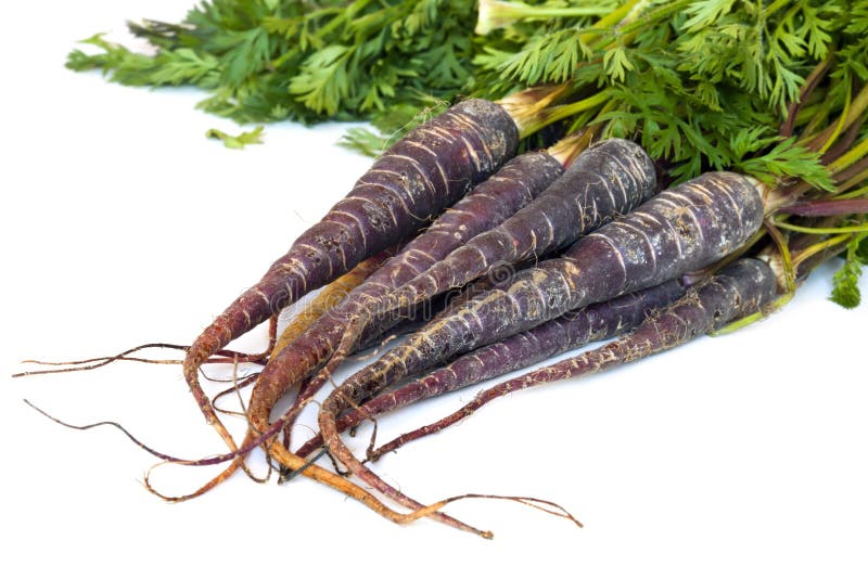 Zanahorias púrpuras fotos de archivo Zanahorias púrpuras fotos de archivo