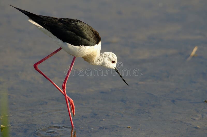 Cigüeñuela imagen de archivo libre de regalías