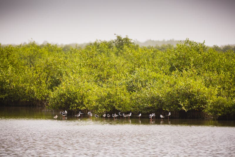 Zanco Que Busca Para La Comida Imagen de archivo Imagen de zancadar