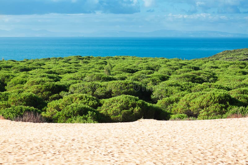 Zandduin van Bolonia-strand, provincie Cadiz, Andalucia, Stekel royalty-vrije stock foto's Zandduin van Bolonia-strand, provincie Cadiz, Andalucia, Stekel royalty-vrije stock foto's