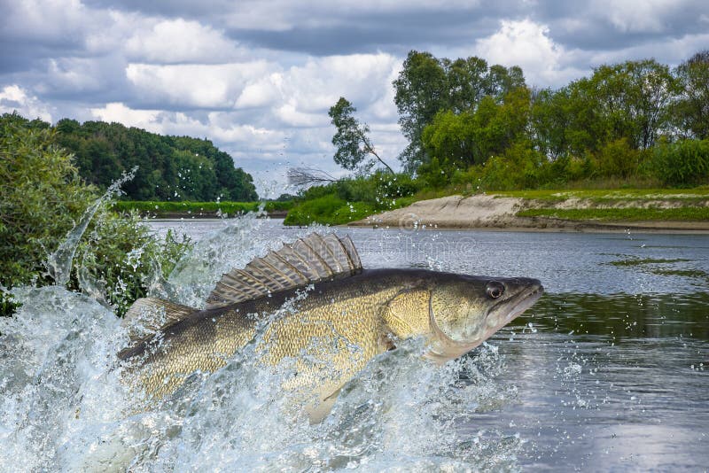 Snoek springt met opspatten in het water royalty-vrije stock afbeeldingen