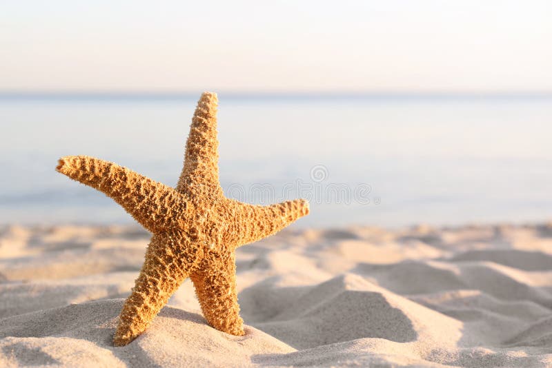 Zandig strand met mooie zeester dichtbij overzees op zonnige de zomerdag royalty-vrije stock afbeelding Zandig strand met mooie zeester dichtbij overzees op zonnige de zomerdag royalty-vrije stock afbeelding