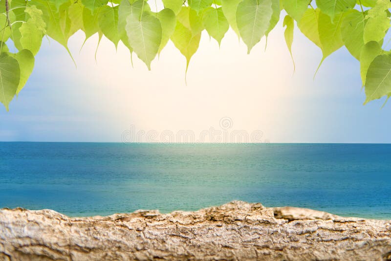 Sandy beaches with logs and foliage, tropical bokeh beach backgrounds, summer vacations and travel ideas. Sandy beaches with logs and foliage, tropical bokeh beach backgrounds, summer vacations and travel ideas