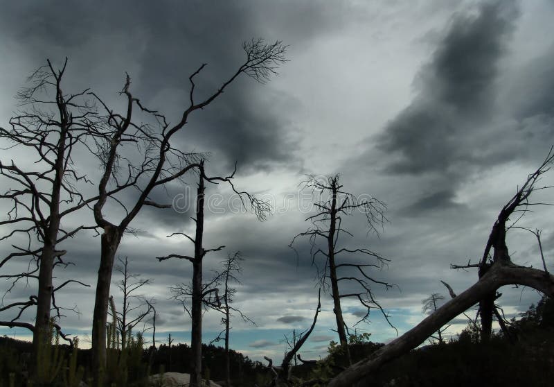 Dead trees silhouetted against a stormy sky - but the horizon shows hope!?. Dead trees silhouetted against a stormy sky - but the horizon shows hope!?