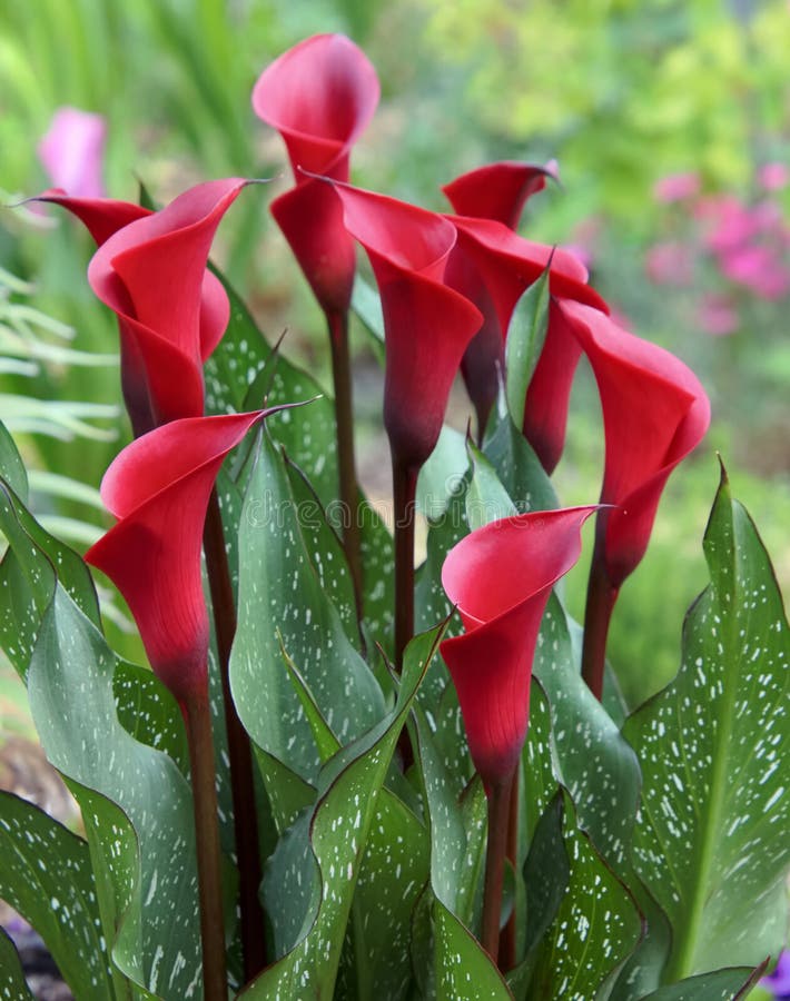 Nine Beautiful Red Calla Lilies in Soft Focus Garden Stock Image ...