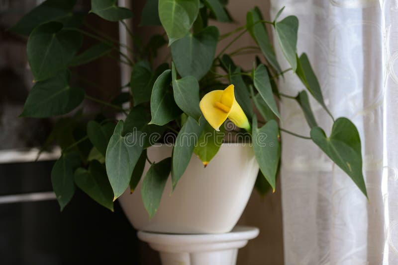 Flor Amarela Do Calla Do Zantedeschia Na Sala Imagem de Stock - Imagem de  planta, gergeladeira: 149823147