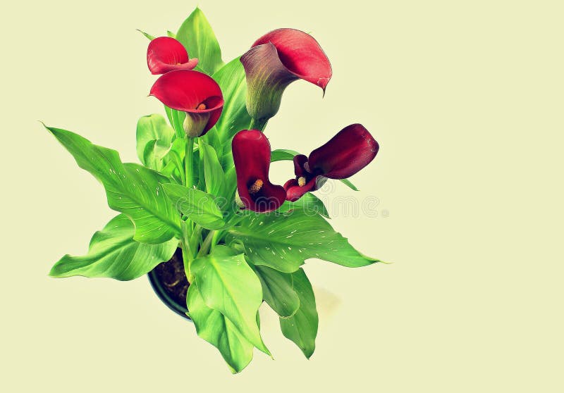 Zantedeschia Rehmanii Calla стоковое изображение rf Zantedeschia Rehmanii Calla стоковое изображение rf