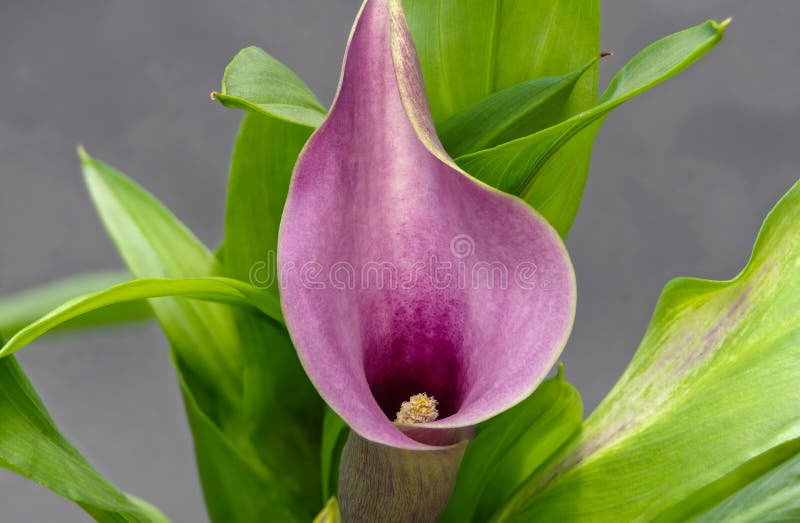 Zantedeschia , Arum Lily stock photography Zantedeschia , Arum Lily stock photography
