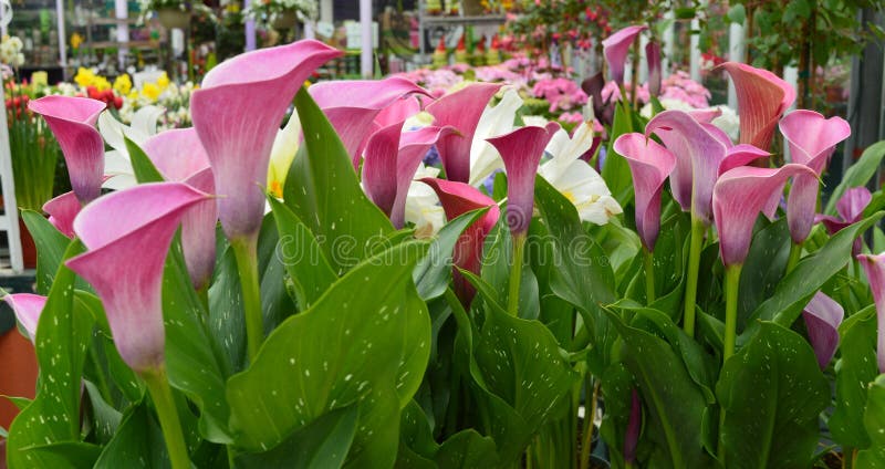 Zantedeschias images stock Zantedeschias images stock