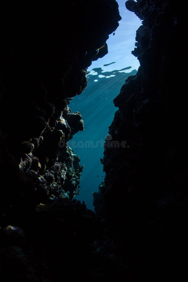 Light descends into a dark crevice on a coral reef in the tropical Pacific Ocean. Dark habitats provide niches for organisms that shun sunlight. Light descends into a dark crevice on a coral reef in the tropical Pacific Ocean. Dark habitats provide niches for organisms that shun sunlight.