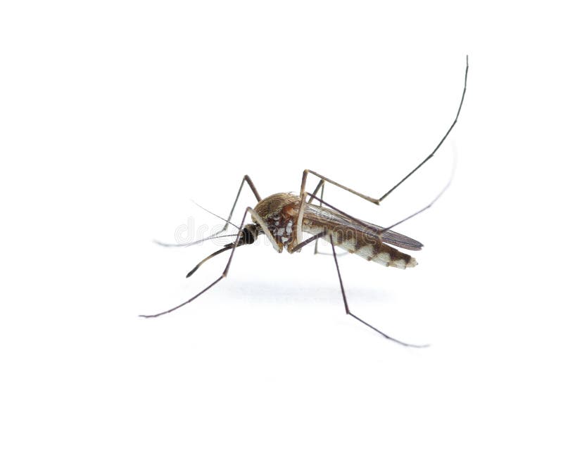 Zanzara dell'insetto