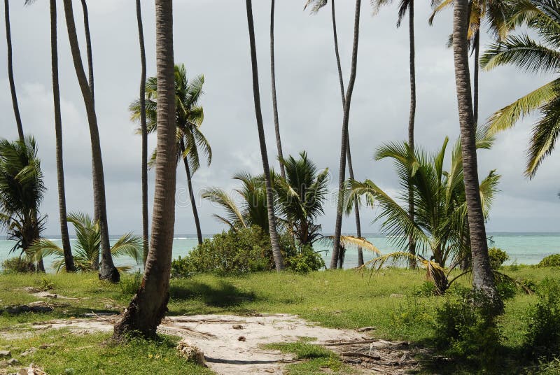 Zanzibar-Strandvegetation
