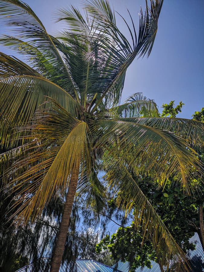 Zanzibar, Tanzania - December 3, 2019: Nungwi beach in Zanzibar, coconut palms on a beautiful tropical beach. Bottom view. Vertical. Zanzibar, Tanzania - December 3, 2019: Nungwi beach in Zanzibar, coconut palms on a beautiful tropical beach. Bottom view. Vertical
