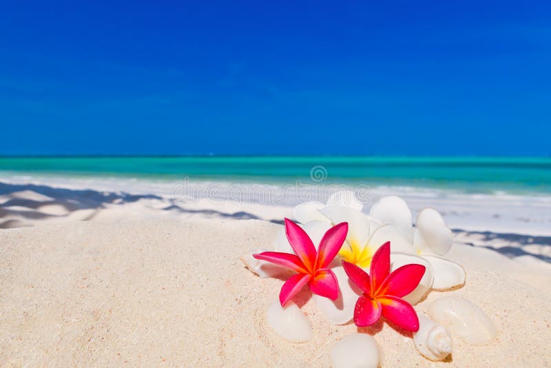 Tropical tree at white sand beach and blue water. Tropical tree at white sand beach and blue water