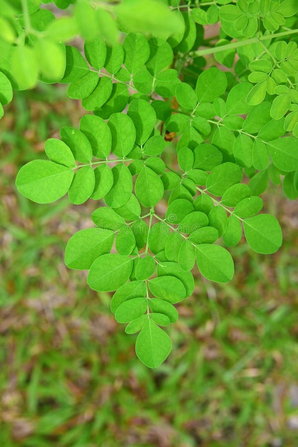 Zaokrągleni liście oleifera Moringa obraz stock