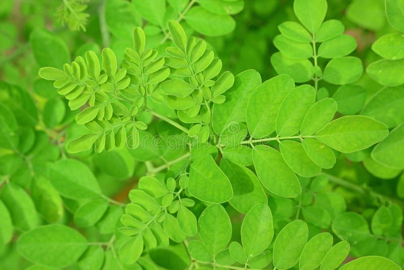 Zaokrągleni liście oleifera Moringa zdjęcia stock