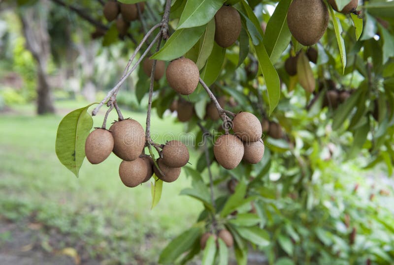 Zapote en árbol imagen de archivo. Imagen de sano, dulce 27240341