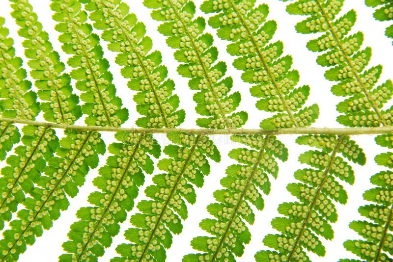 Zarodniki Na Liściach Paproci Zarodnia na liść paproci zdjęcie stock. Obraz złożonej z jaskrawy