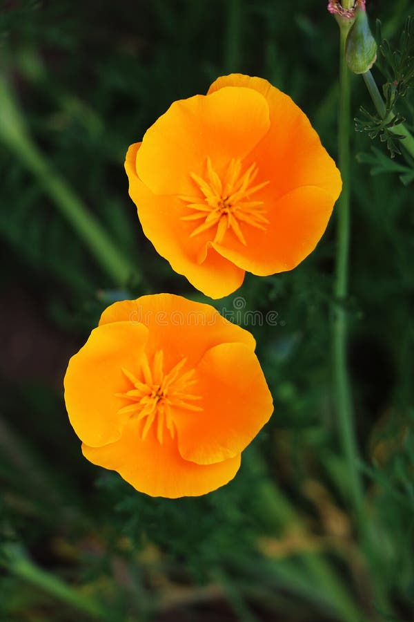 Zarte gelbe Mohnblumen lizenzfreie stockbilder Zarte gelbe Mohnblumen lizenzfreie stockbilder