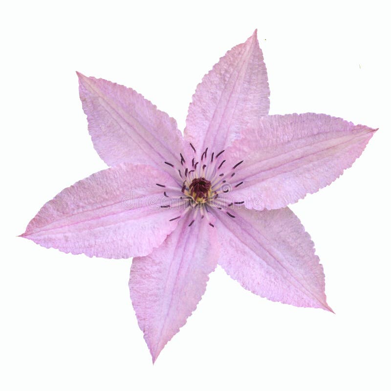 Zarte rosa Klematisblume lokalisiert auf weißem Hintergrund stockfotografie Zarte rosa Klematisblume lokalisiert auf weißem Hintergrund stockfotografie