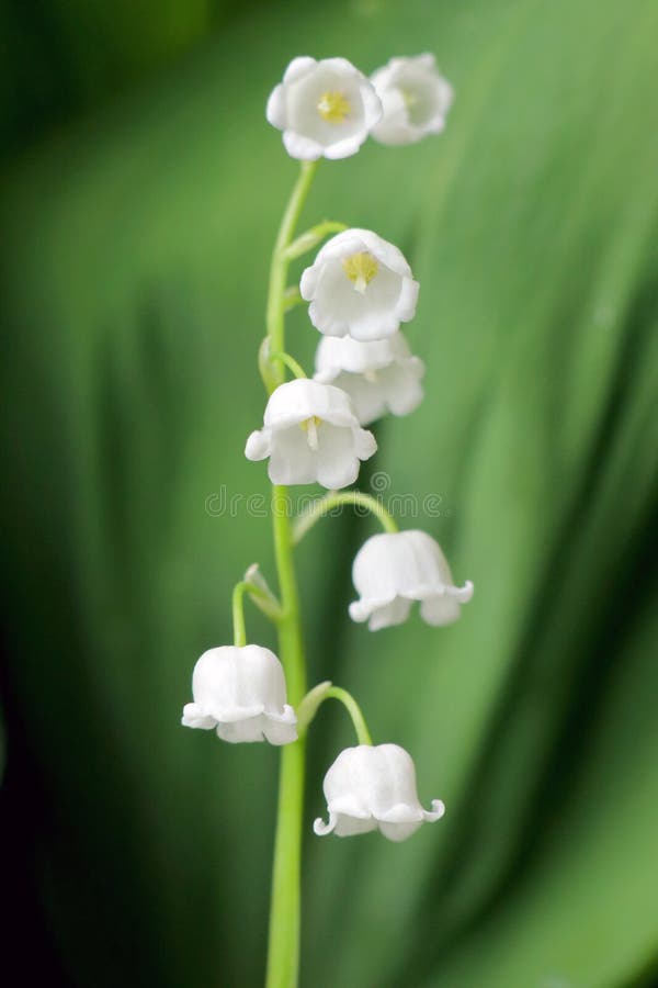 Zarter Zweig des Maiglöckchens am frühen Morgen stockfoto Zarter Zweig des Maiglöckchens am frühen Morgen stockfoto