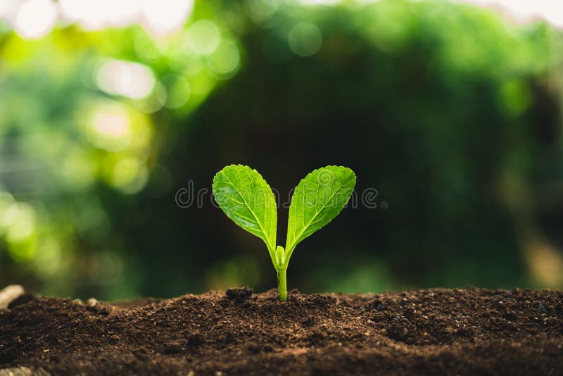 Zasadza ziarna flancowania drzew przyrosta ziarna kiełkuje na wysoka jakość ziemiach w naturze fotografia stock
