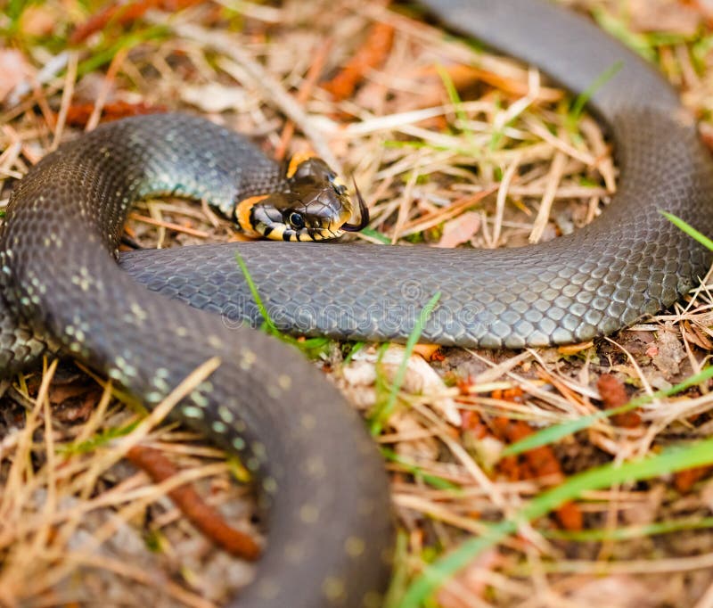 Zaskroniec, adder w wczesnej wiośnie zdjęcie stock Zaskroniec, adder w wczesnej wiośnie zdjęcie stock