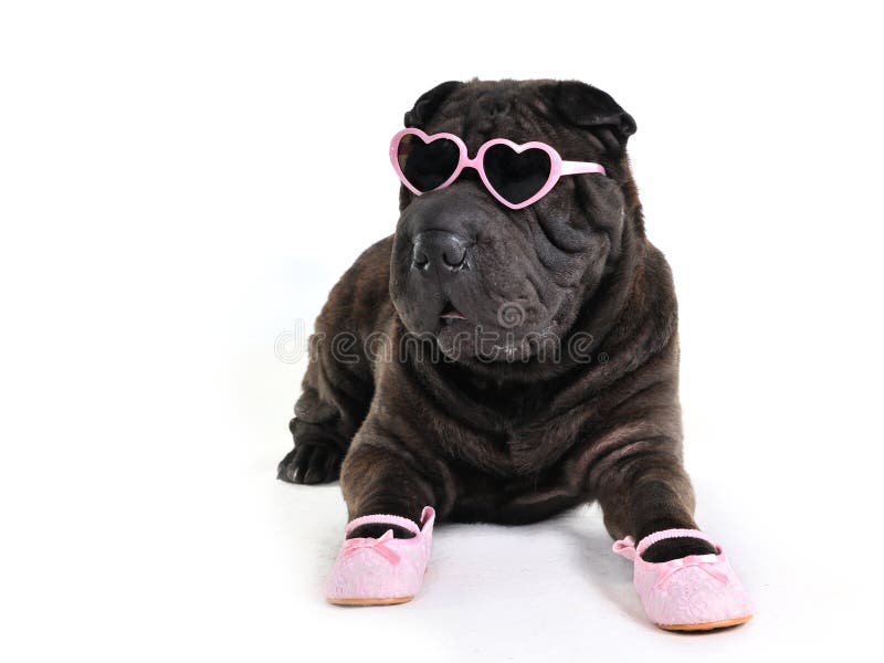 Zauber-Hund in den Gläsern lizenzfreies stockfoto Zauber-Hund in den Gläsern lizenzfreies stockfoto
