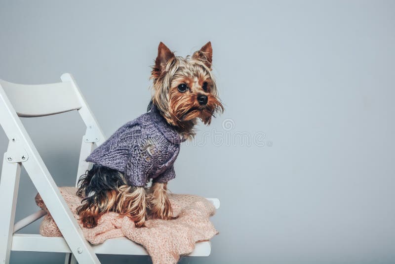 Zauber Yorkie-Hund, der auf dem Stuhl auf der linken Seite des Fotos sitzt lizenzfreies stockbild Zauber Yorkie-Hund, der auf dem Stuhl auf der linken Seite des Fotos sitzt lizenzfreies stockbild