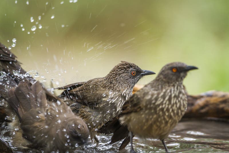 Zaznaczająca papla w Mapungubwe parku narodowym, Południowa Afryka obraz stock Zaznaczająca papla w Mapungubwe parku narodowym, Południowa Afryka obraz stock