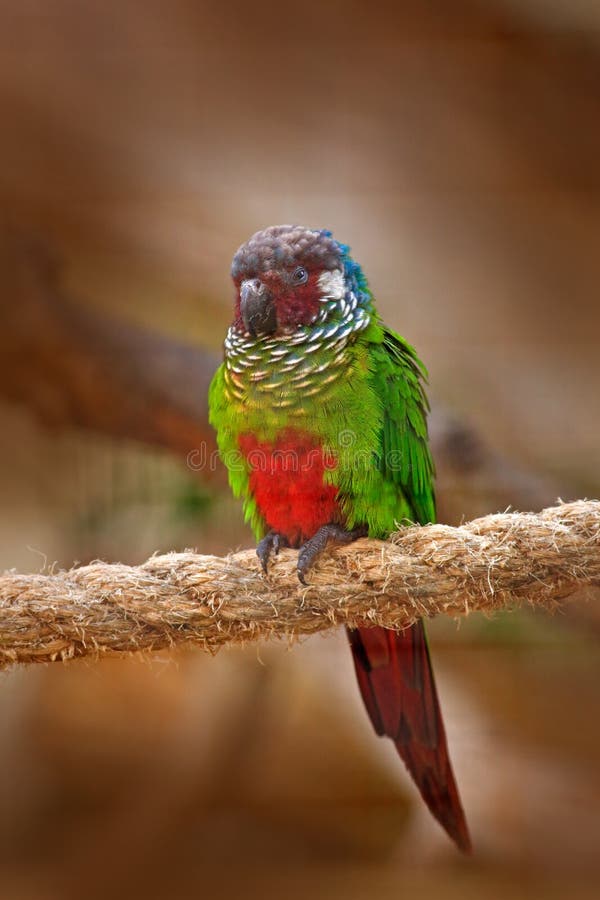 Zaznaczający Parakeet lub Throated Parakeet, Pyrrhura cruentata, rzadka papuga od Brazylia natury Szczegółu zakończenia portret b fotografia stock Zaznaczający Parakeet lub Throated Parakeet, Pyrrhura cruentata, rzadka papuga od Brazylia natury Szczegółu zakończenia portret b fotografia stock
