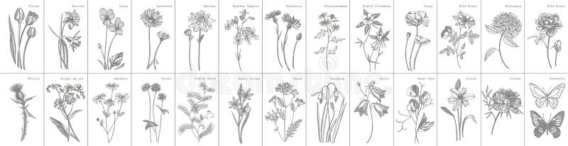 Zbiór ręcznie wyciąganych kwiatów i ziół. ilustracja roślin botanicznych. zbiór szkiców higienicznych ziół leczniczych