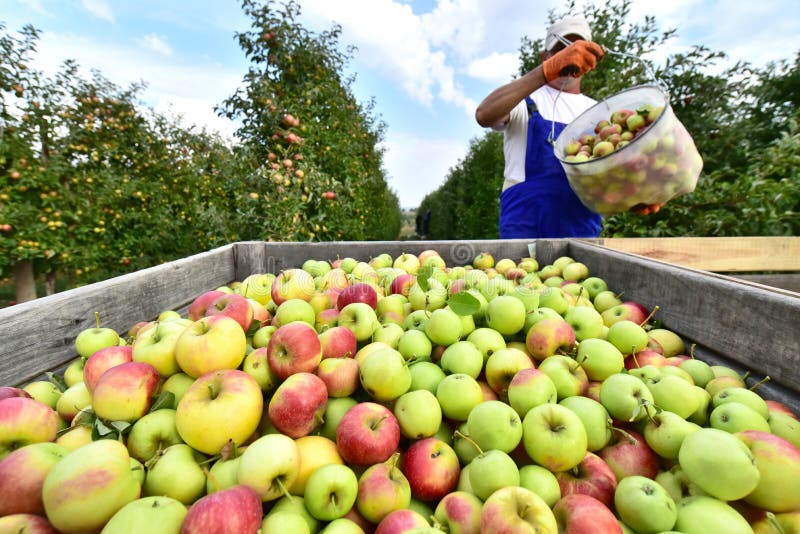 Harvesting fresh apples on a plantation - workers, fruit trees and boxes of apples - closeup photo. Harvesting fresh apples on a plantation - workers, fruit trees and boxes of apples - closeup photo