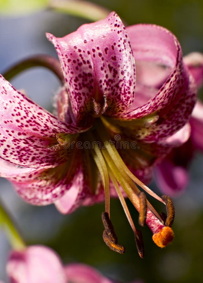 zbliżenia lilium martagon obrazy royalty free zbliżenia lilium martagon obrazy royalty free
