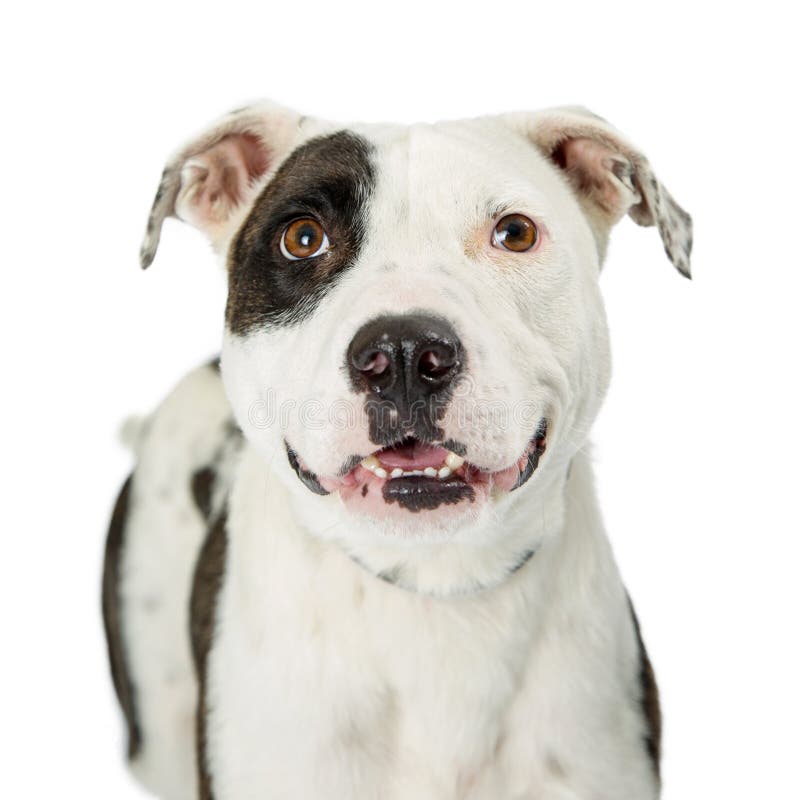 Zbliżenia pit bull Szczęśliwy Uśmiechnięty Crossbreed obraz royalty free Zbliżenia pit bull Szczęśliwy Uśmiechnięty Crossbreed obraz royalty free