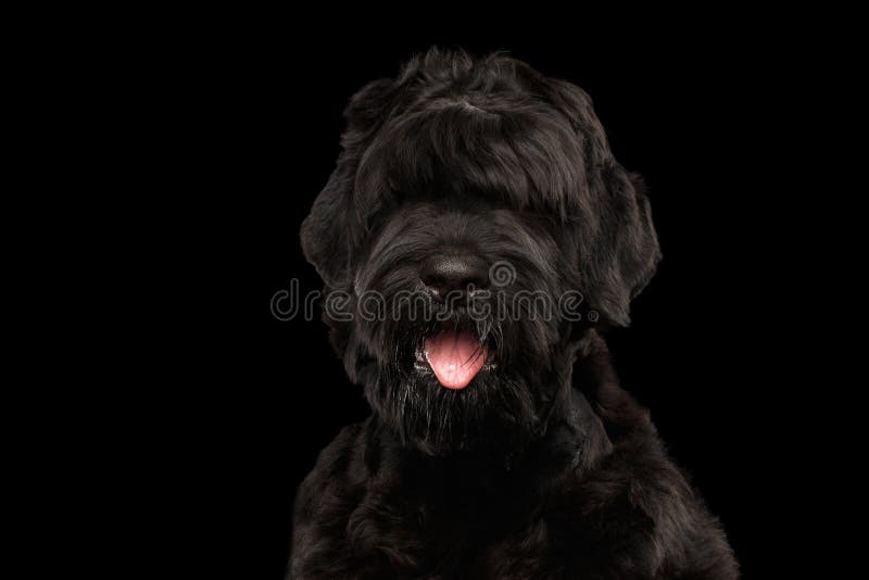 Zbliżenia Terrier Duży Rosyjski Czarny pies z jęzorem, Odosobniony tło obrazy stock Zbliżenia Terrier Duży Rosyjski Czarny pies z jęzorem, Odosobniony tło obrazy stock